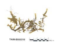 藏品(截葉擬平苔)的圖片